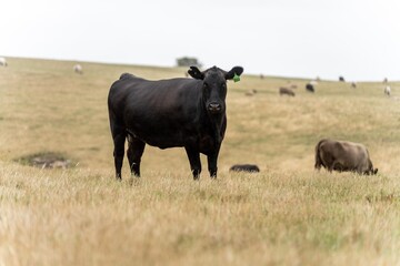 wagyu and angus cattle are Agricultural free range livestock on a farm. Cows grazing on free range green pasture and native grasses. Fat cow in a field on a farm