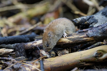 vole enjoying life