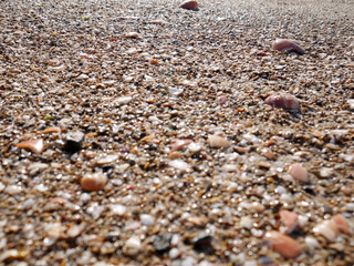 Seabed with pebbles and seashells.