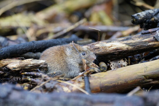 vole enjoying life