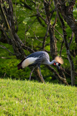 餌を探すホオジロカンムリヅル