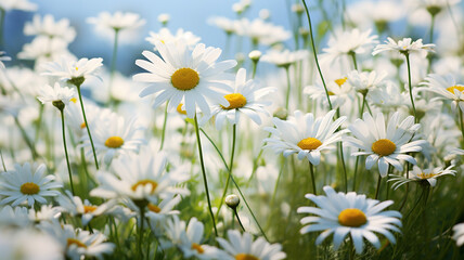 A field of daisies stretched