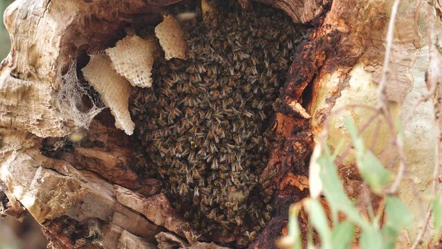 bee hive in a red gum tree hollow on a farm in australia. native bee hive
