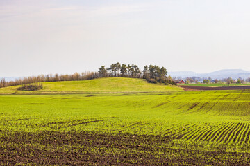 Fototapeta na wymiar Green fields at spring with a tree grove on a hill