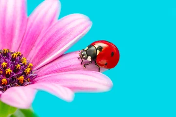 Poster Im Rahmen Macro shots, Beautiful nature scene.  Beautiful ladybug on leaf defocused background © blackdiamond67