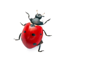Poster Im Rahmen Macro shots, Beautiful nature scene.  Beautiful ladybug on defocused white background © blackdiamond67