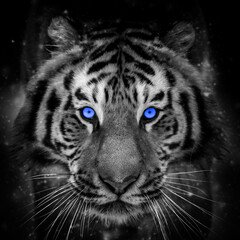 Close adult tiger portrait with blue eye. Animal on dark background