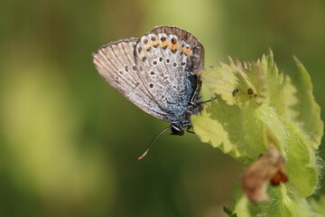 Papillon