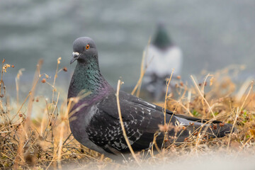 Pigeon