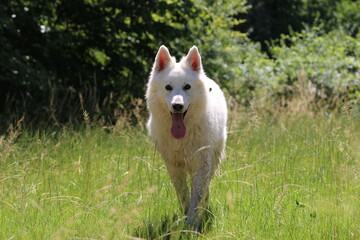 Berger blanc suisse