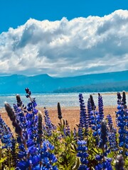close up on bright purple blue flowers with Lake Tahoe clouds and mountains in background beautiful...
