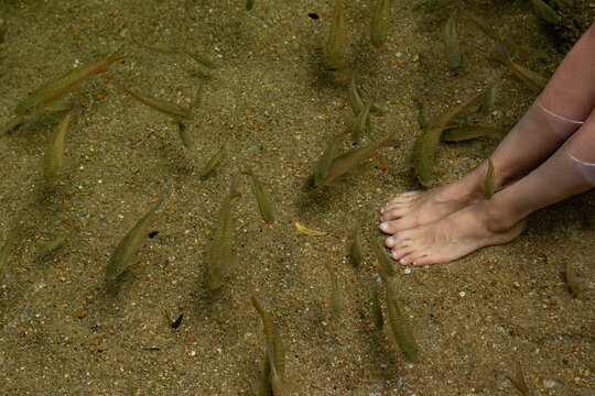 Female Feet in Natural Water with Garra Rufa Fish, Concept of Nature and Spa