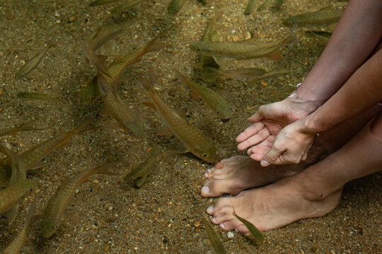 Female Feet in Natural Water with Garra Rufa Fish, Concept of Nature and Spa