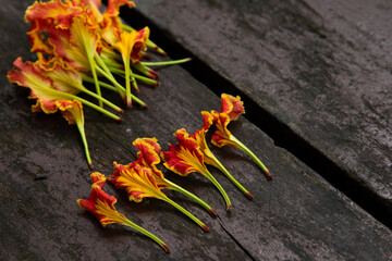 Close-Up of Orange Daylilies Petals on Old Rustic Wooden Surface