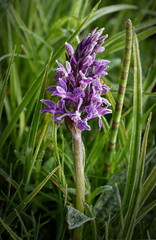 Wild orchid Dactylorhiza majalis, spring meadow. - 702074611