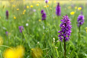 Spring meadow and orchid Dactylorhiza majalis. - 702074618