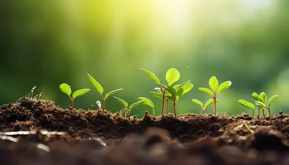 Rolgordijnen Seedlings of the plant grow , safe nature earth day concept © terra.incognita