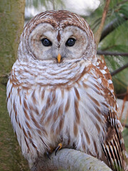 Barred Owl portrait on a tree branch with green background, Quebec, Canada