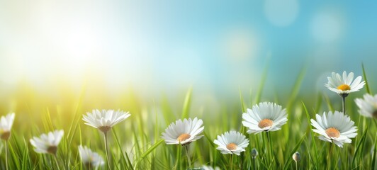 Fototapeta na wymiar green meadow with beautiful white daisies with sunlight Spring summer flower background banner.