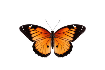 Fototapeta na wymiar Fashionable Butterfly Design Isolated on Transparent Background