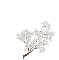 White almond tree blossom Sakura Watercolor illustration