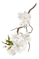 White almond tree blossom Sakura Watercolor illustration