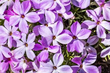 Spreading Phlox (Phlox diffusa) blooming at high altitude on Sentinel Dome trail in Yosemite National Park, Sierra Nevada mountains, California - obrazy, fototapety, plakaty