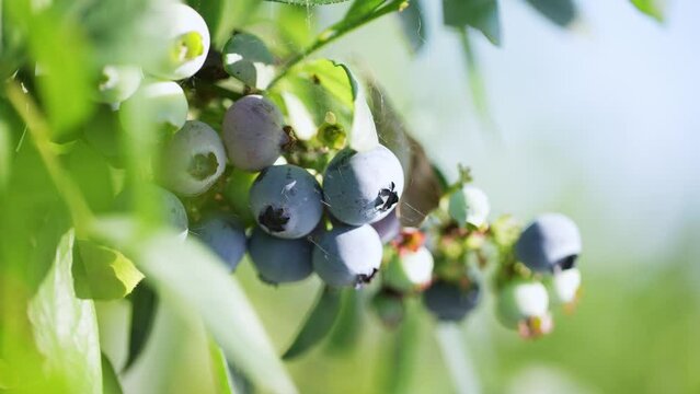 blue berries on tree