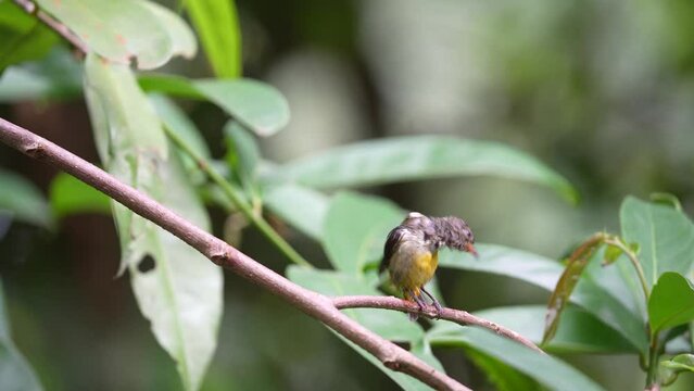Wild Orange bellied flowerpecker bird peching on the branch of tree in the forest