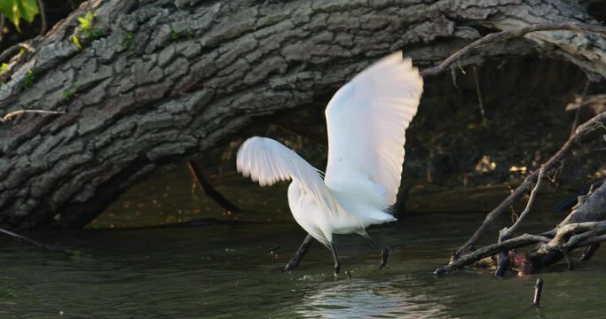 Little egret wading through waves of river and flies to higher branch