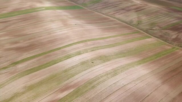 Rainfed wheat farm traditional dry cultivation rye barley agriculture fresh organic harvest in Iran hill aerial shot in summer season craft beer factory smooth texture pattern in land local farmer 