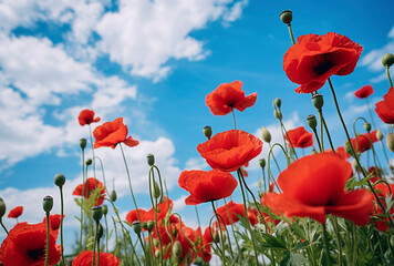 Obraz premium Field of Poppies 