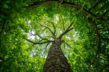 looking up a tree with green leaves