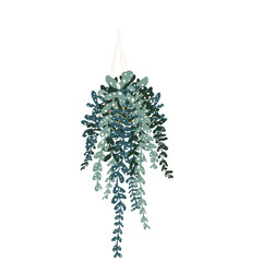 Indoor Hanging House Plant Illustration