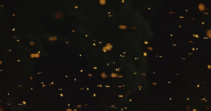 Golden long-tailed mayflies swarm and shimmer above surface of Tisza river