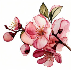 Fototapeta premium Watercolor alcohol ink macro cherry blossoms on a white background