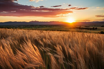 a field of wheat with the sun setting behind it - obrazy, fototapety, plakaty