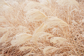 Dry pampas grass field close-up, texture and natural background.