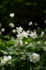 東京都高尾山周辺の群生地に咲くニリンソウ