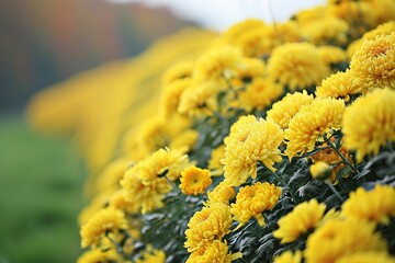 a group of yellow flowers