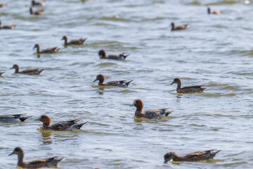 flock of wigeons swimming in the water