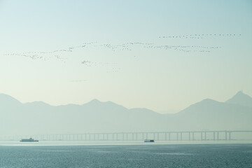 flocks of cormorants flying over Shenzhen Bay Bridge - obrazy, fototapety, plakaty