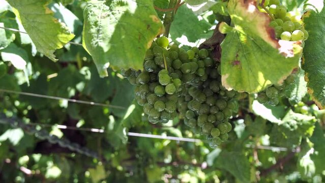 Close-Up of Dewy Green Grapes on Vine in Verdant Vineyard