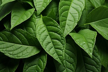 a group of green leaves