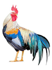 Rooster digital painting, Rainbow rooster