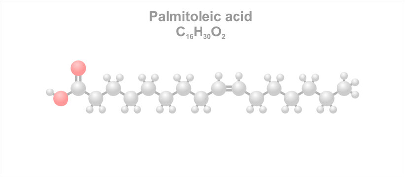 Palmitoleic acid. Simplified scheme of the molecule.