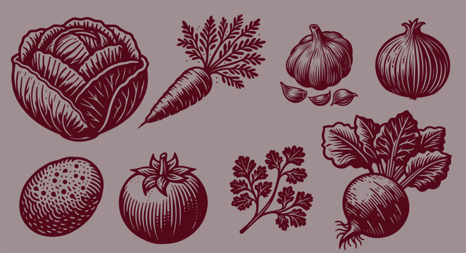 Engraving black vintage vegetable set on a white background: Cabbage, beet, onion, carrot, garlic, parsley, potatoes, tomato. For borscht	