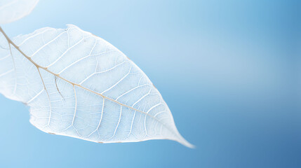 Beautiful white skeletonized leaf on light blue background with round bokeh. Expressive artistic image of beauty and purity of nature.