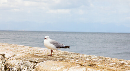 Close up of a Seagull in Kalk Bay Cape Town