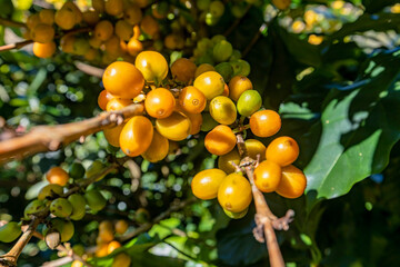 Yellow Bourbon arabica coffee berries with agriculturist hands Robusta and arabica coffee berries with agriculturist hands, Cau Dat, Da Lat, Vietnam